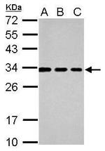 TSPAN3 Antibody in Western Blot (WB)