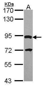DPY19L4 Antibody in Western Blot (WB)