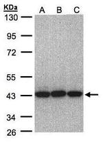 eIF3h Polyclonal Antibody