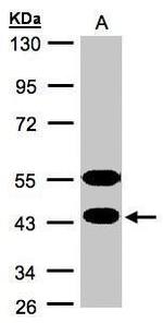 CLPH Antibody in Western Blot (WB)