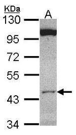 CLUAP1 Antibody in Western Blot (WB)
