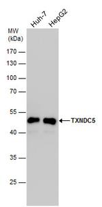 TXNDC5 Antibody in Western Blot (WB)