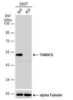 TXNDC5 Antibody in Western Blot (WB)
