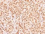 RG9MTD3 Polyclonal Antibody