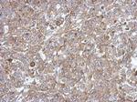 C18orf25 Antibody in Immunohistochemistry (Paraffin) (IHC (P))