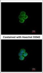 SIGLEC7 Polyclonal Antibody