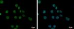 FAM111B Antibody in Immunocytochemistry (ICC/IF)