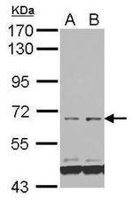 FAM111B Antibody in Western Blot (WB)