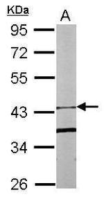 FBXO15 Polyclonal Antibody