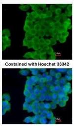 Latexin Polyclonal Antibody