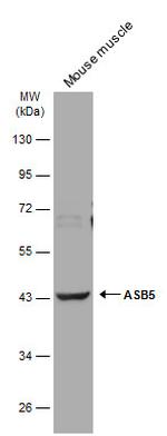 ASB5 Antibody in Western Blot (WB)