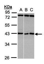 ASB5 Antibody in Western Blot (WB)
