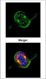 ZWINT Polyclonal Antibody
