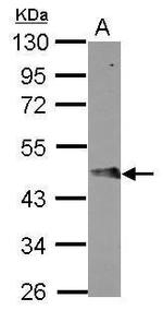 FBXO4 Antibody in Western Blot (WB)