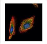 HENMT1 Antibody in Immunocytochemistry (ICC/IF)