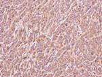 ART5 Antibody in Immunohistochemistry (Paraffin) (IHC (P))