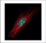 ZFP64 Polyclonal Antibody