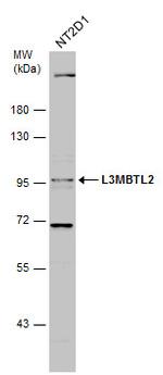 L3MBTL2 Antibody in Western Blot (WB)