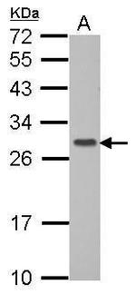 GIMAP6 Antibody in Western Blot (WB)
