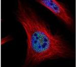 ZMAT3 Antibody in Immunocytochemistry (ICC/IF)