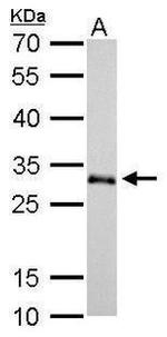 ZMAT3 Antibody in Western Blot (WB)