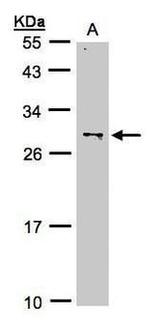ZMAT3 Antibody in Western Blot (WB)
