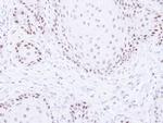PAF1 Polyclonal Antibody