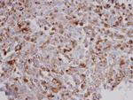AGK Antibody in Immunohistochemistry (Paraffin) (IHC (P))