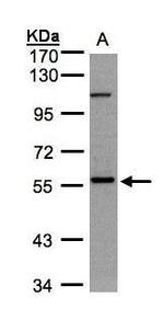 NEK3 Antibody in Western Blot (WB)