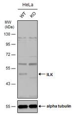 ILK Antibody in Western Blot (WB)