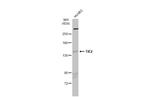 TEK Polyclonal Antibody