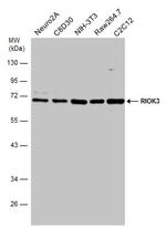 RIOK3 Antibody in Western Blot (WB)