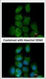 MAPK15 Polyclonal Antibody