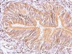 MAPK15 Antibody in Immunohistochemistry (Paraffin) (IHC (P))