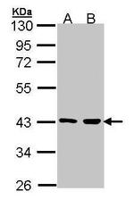 MEK3 Antibody in Western Blot (WB)