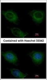 CKMT2 Polyclonal Antibody