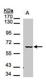 MAK Polyclonal Antibody