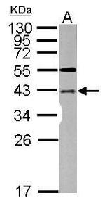 LYK5 Antibody in Western Blot (WB)