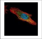 p70 S6 Kinase Antibody in Immunocytochemistry (ICC/IF)