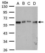 TAB1 Antibody in Western Blot (WB)