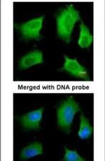RIP3 Antibody in Immunocytochemistry (ICC/IF)