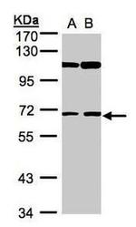 RIP3 Antibody in Western Blot (WB)