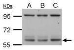 RIP3 Antibody in Western Blot (WB)
