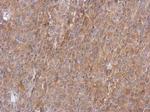 IKK gamma Antibody in Immunohistochemistry (Paraffin) (IHC (P))