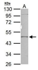 IKK gamma Antibody in Western Blot (WB)