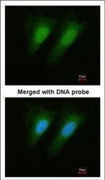 SEPHS1 Polyclonal Antibody