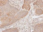 SEPHS1 Antibody in Immunohistochemistry (Paraffin) (IHC (P))