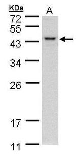SEPHS1 Antibody in Western Blot (WB)