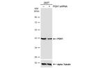 PGK1 Antibody in Western Blot (WB)