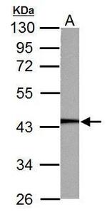 PGK1 Antibody in Western Blot (WB)